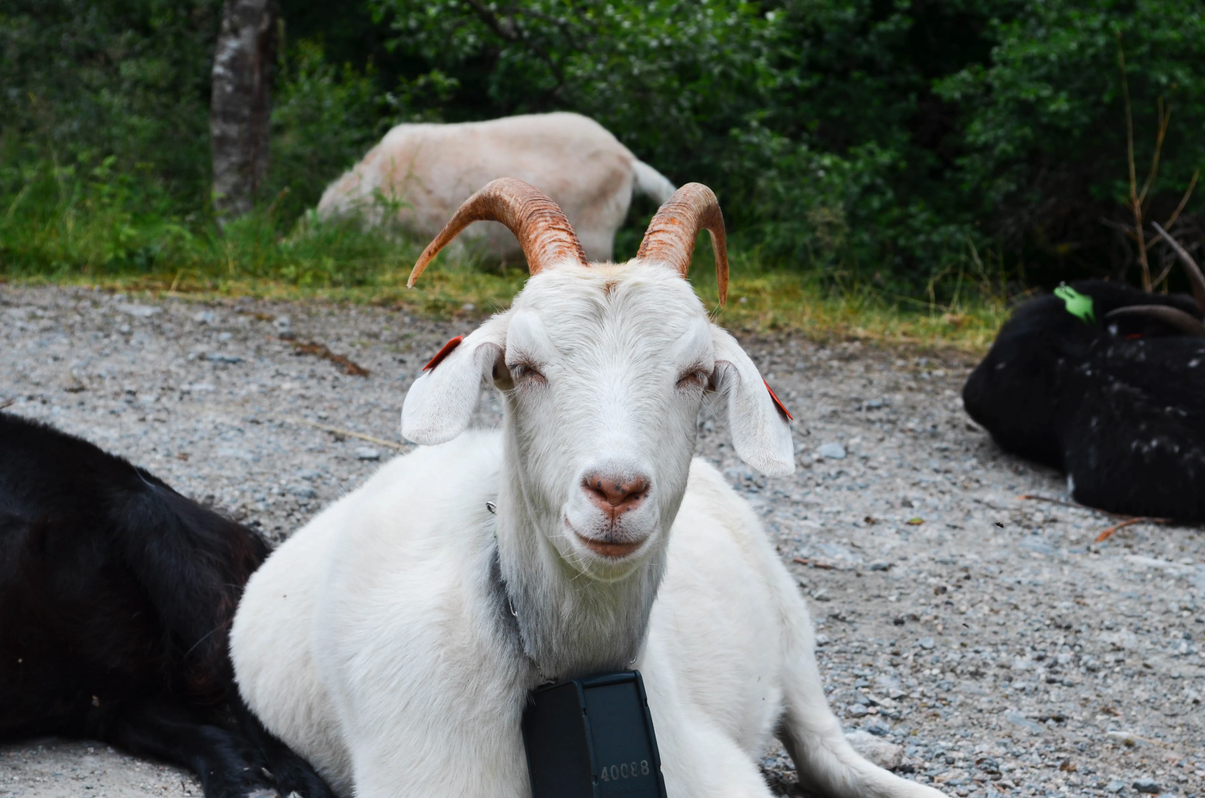 Goat Farming for Beginners: 10 Mistakes to Avoid