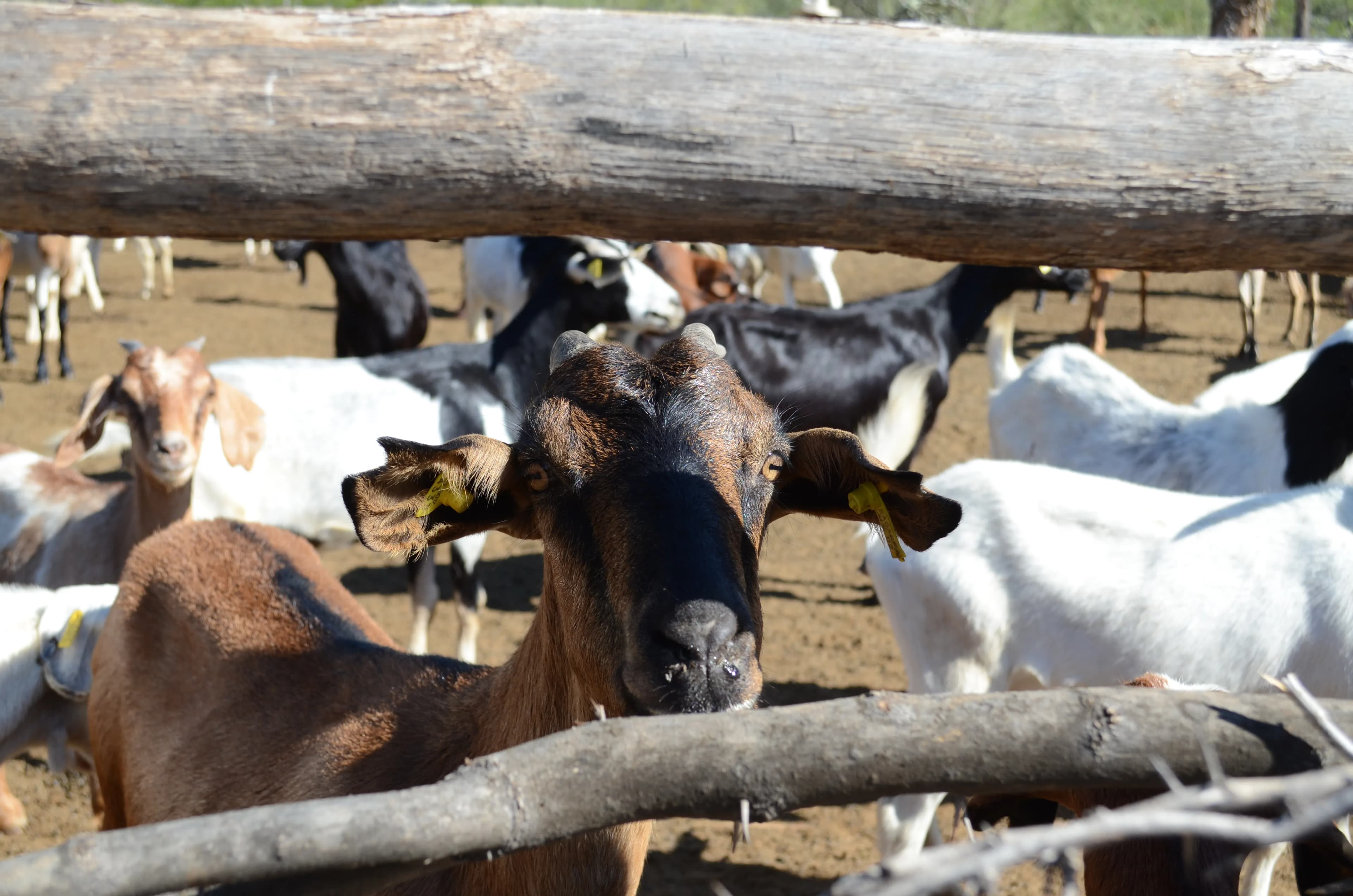 Goat Vaccination in Pakistan: Why Herd Health Planning Matters
