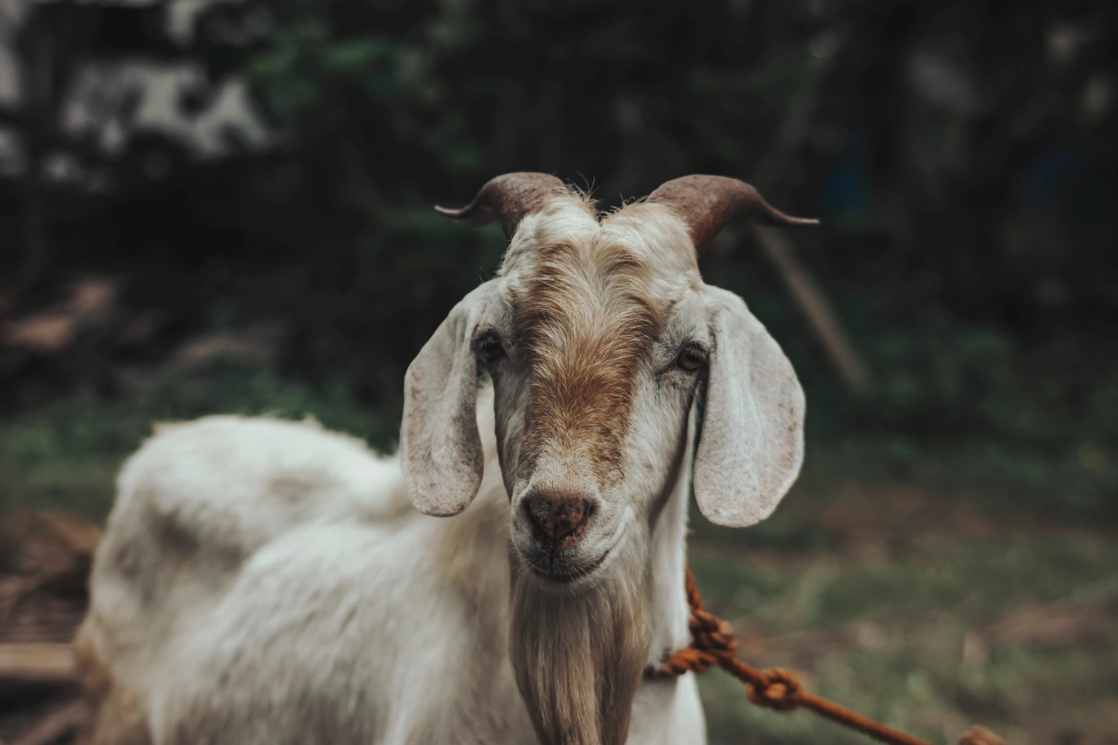 How Much Feed Does a Goat Need Per Day?