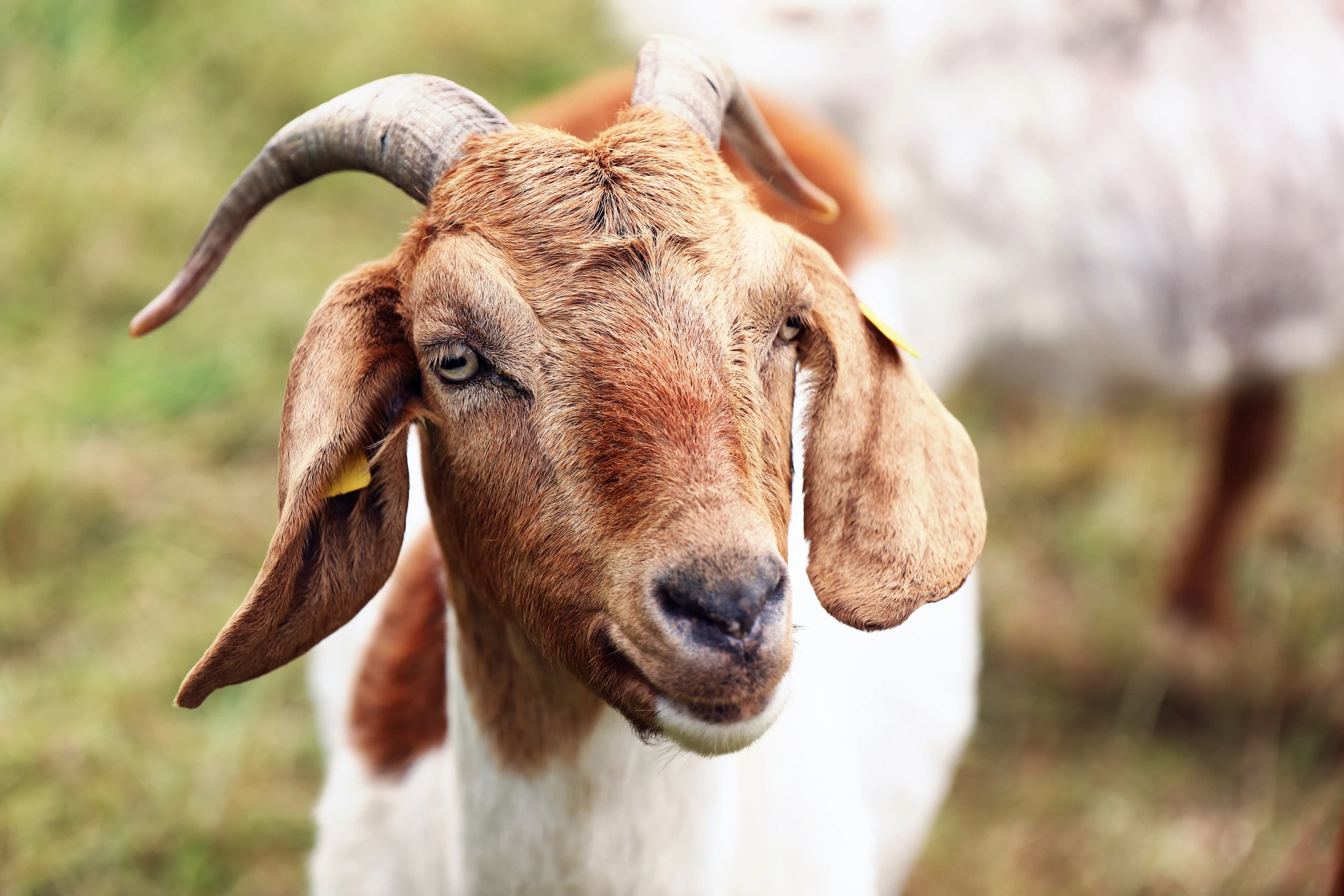 Goat Price Per Kg in Lahore: How Weight-Based Buying Works