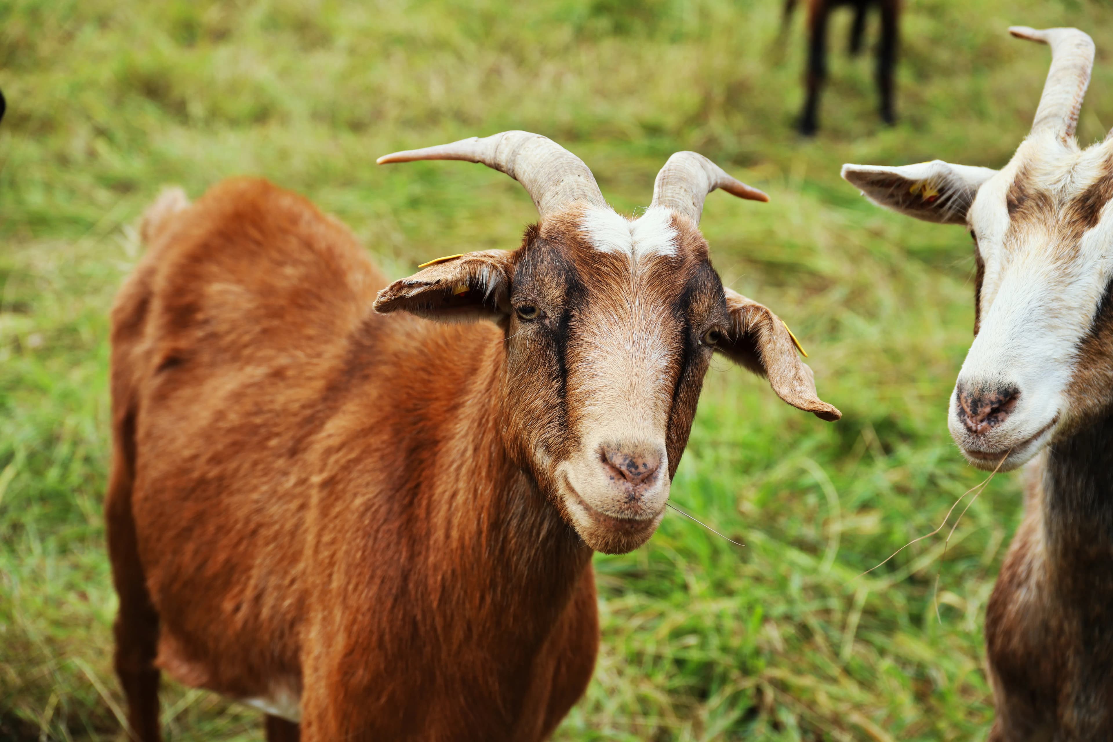 How to Identify a Good Breeding Buck
