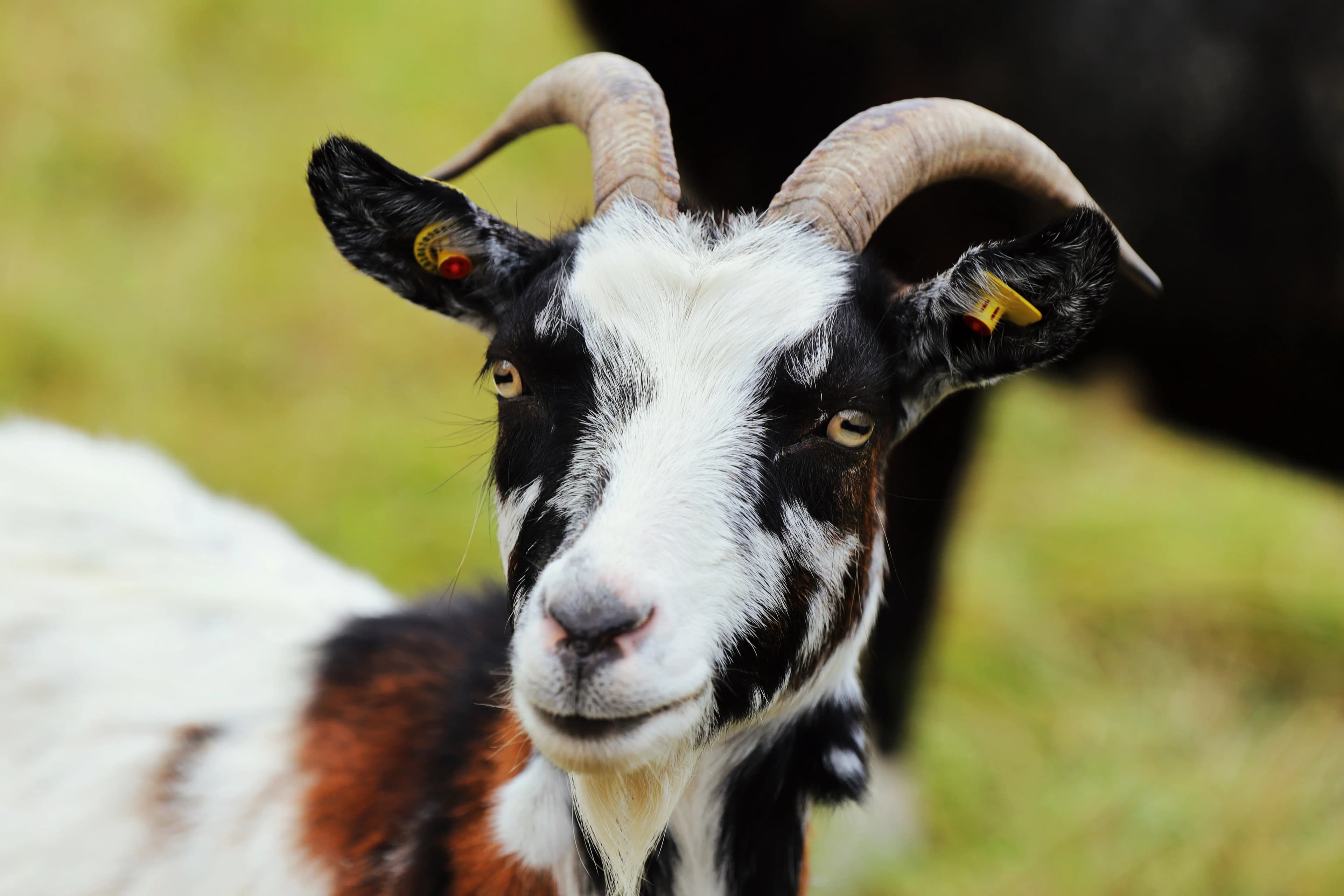 Local Goat vs Beetal Goat: Which Is Better for Your Farm?
