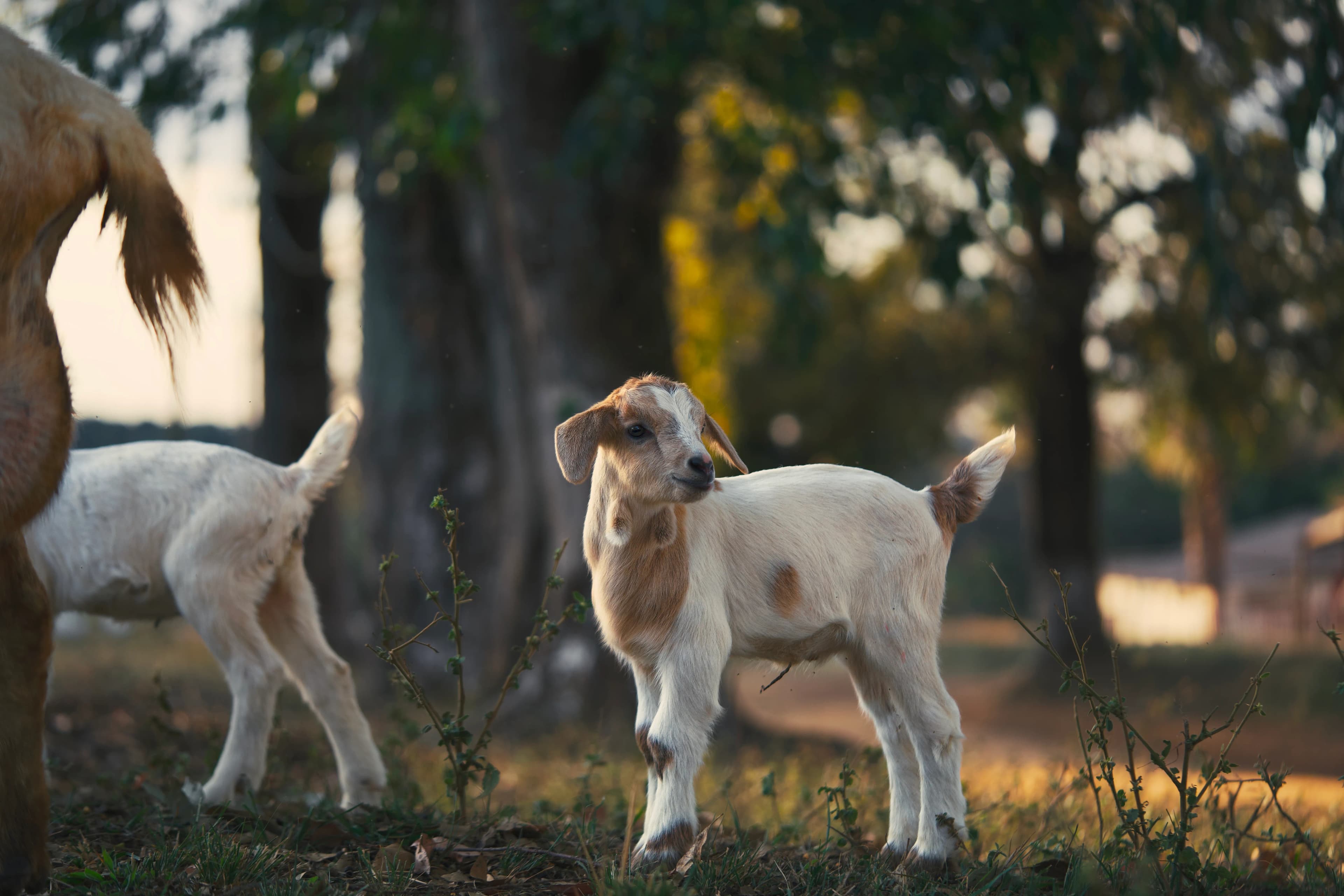 Goat Farm Near Lahore: What to Look for Before Buying