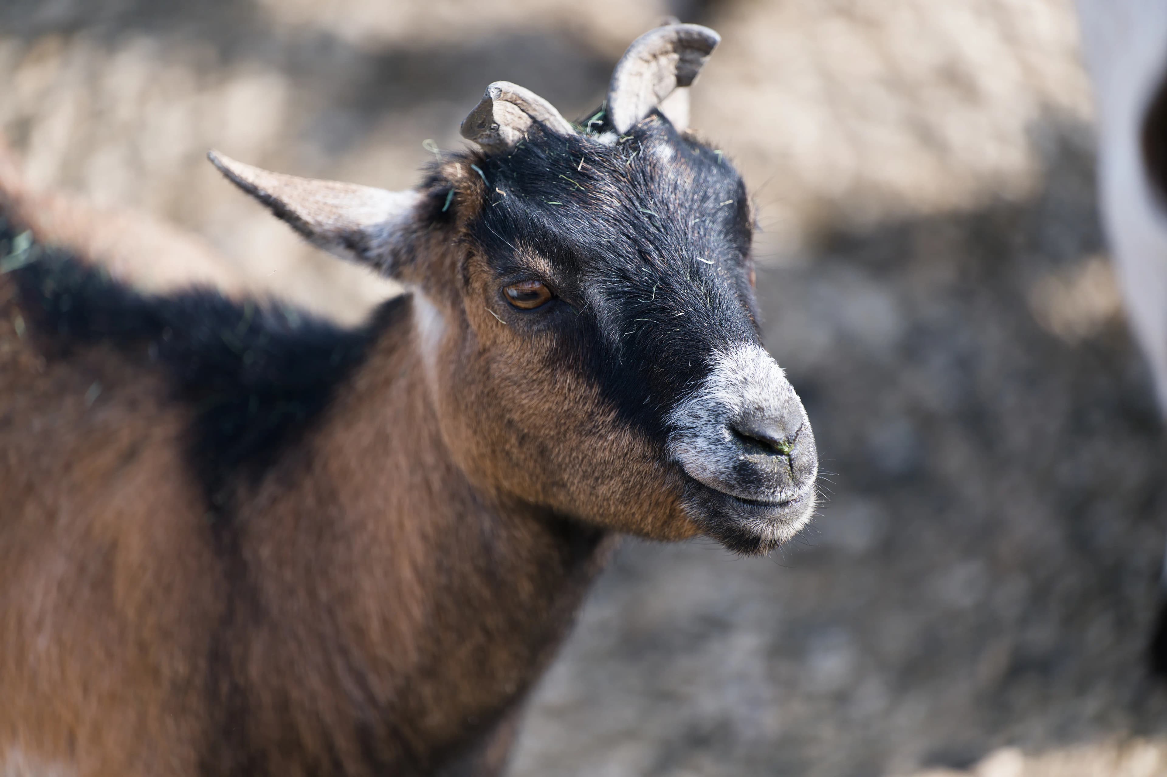 How to Buy a Healthy Goat Online in Pakistan