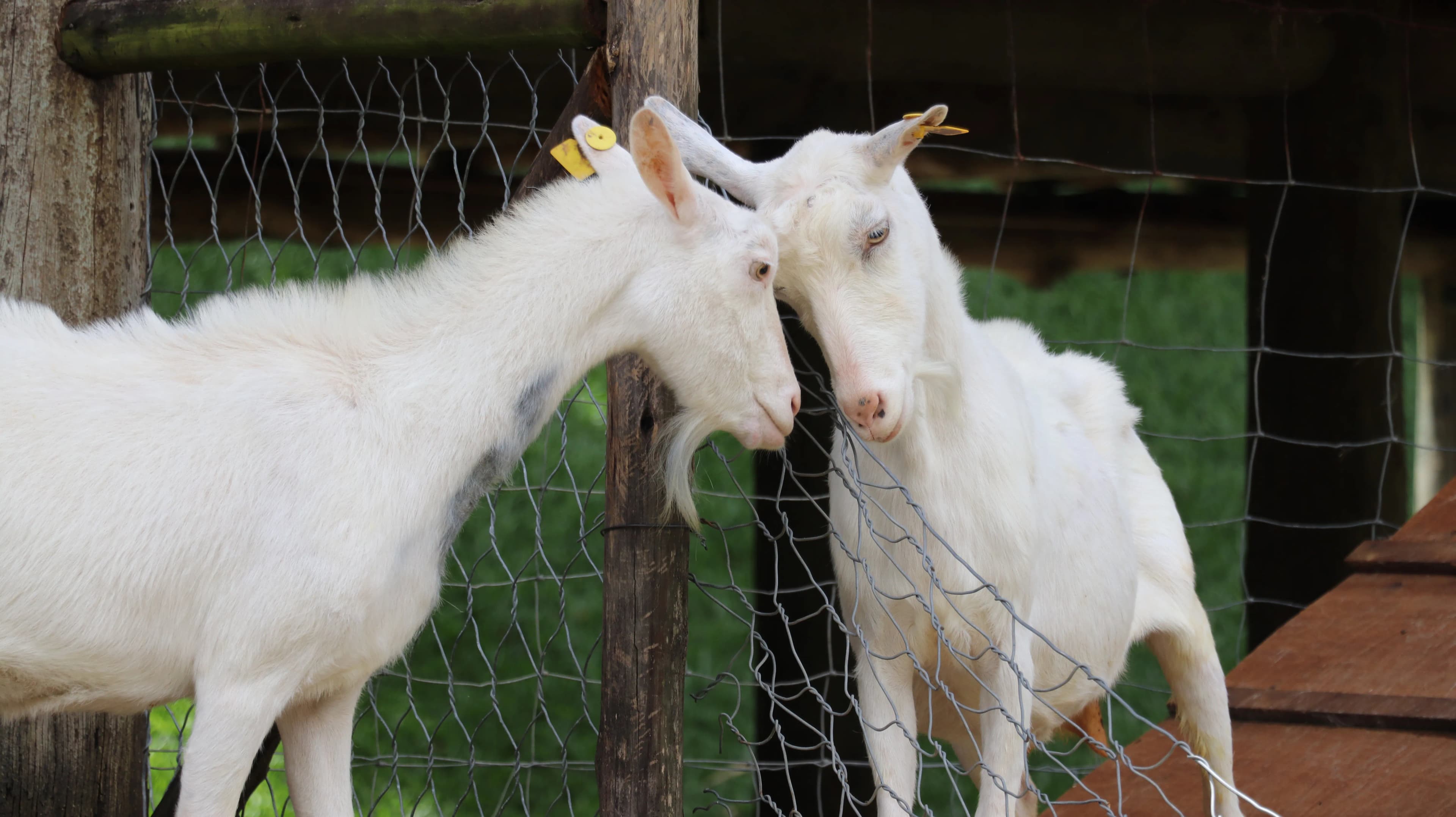 Goat Home Delivery in Lahore: What a Buyer Should Confirm