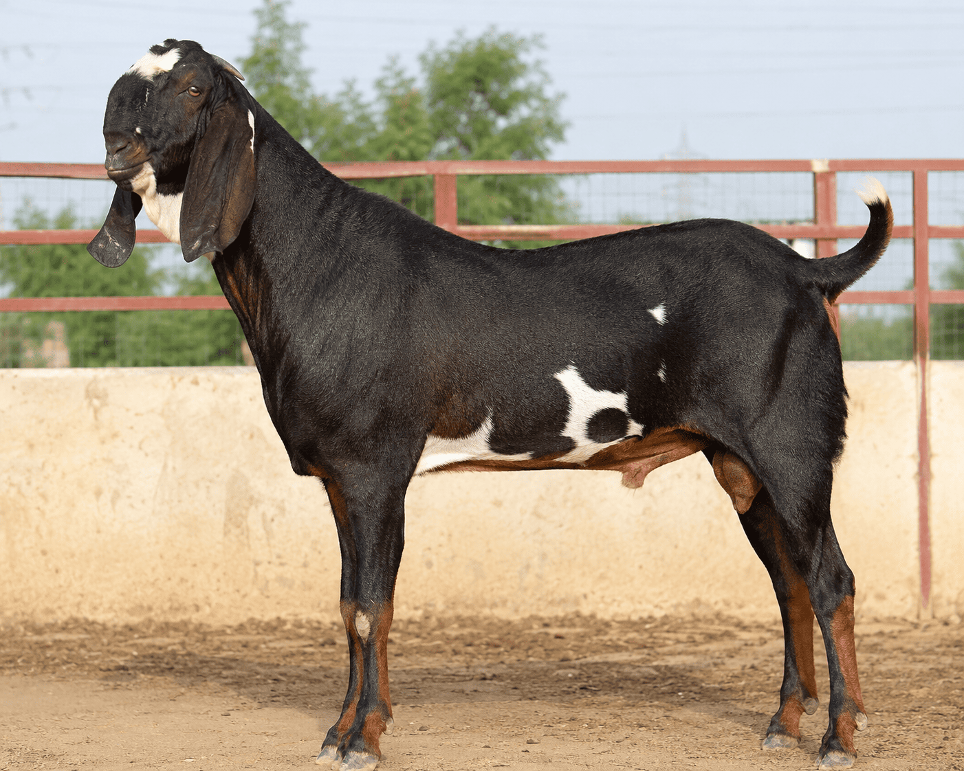 Beetal Bakra