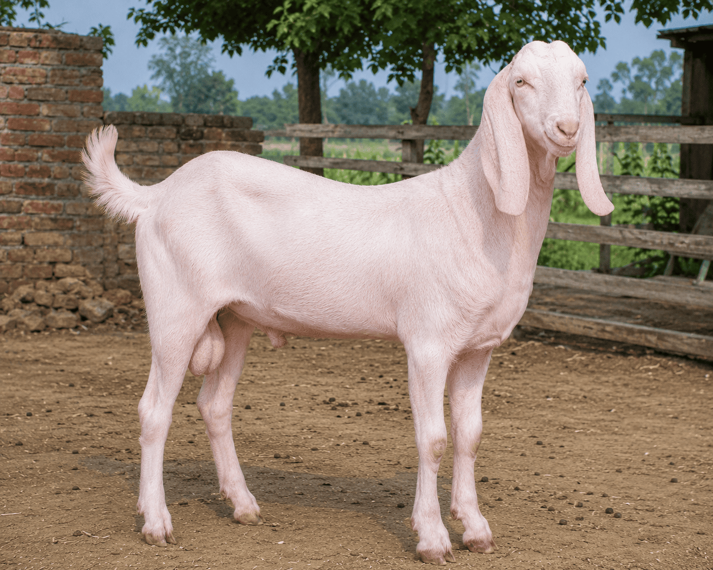 Gulabi Bakra