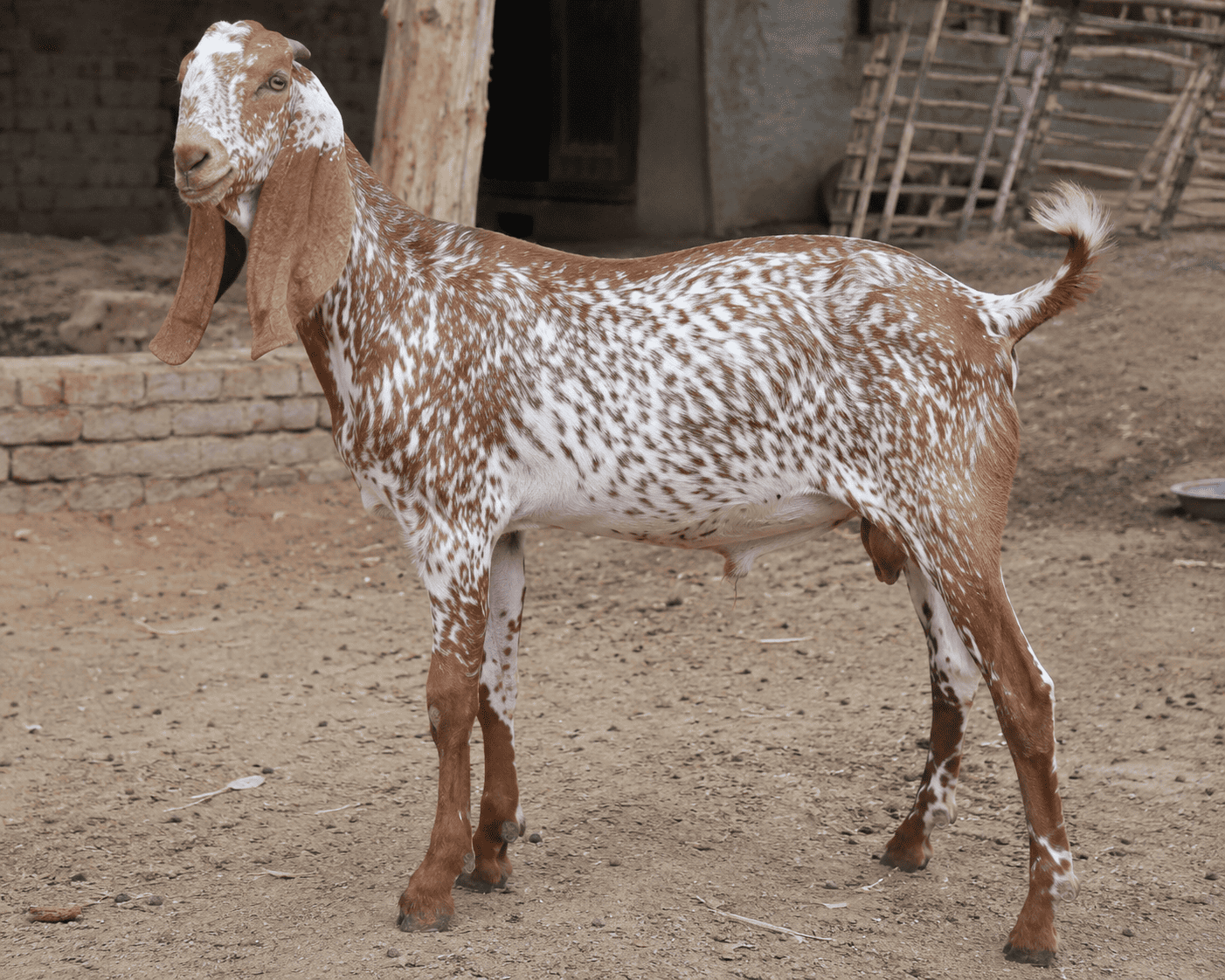 Makhi Cheeni Bakra