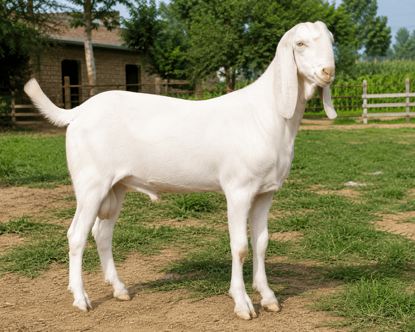 Rajanpuri Bakra